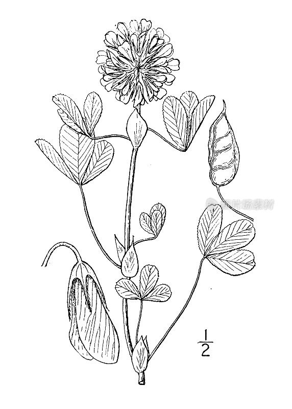 古董植物学植物插图:Trifolium reflexum, Buffalo clover